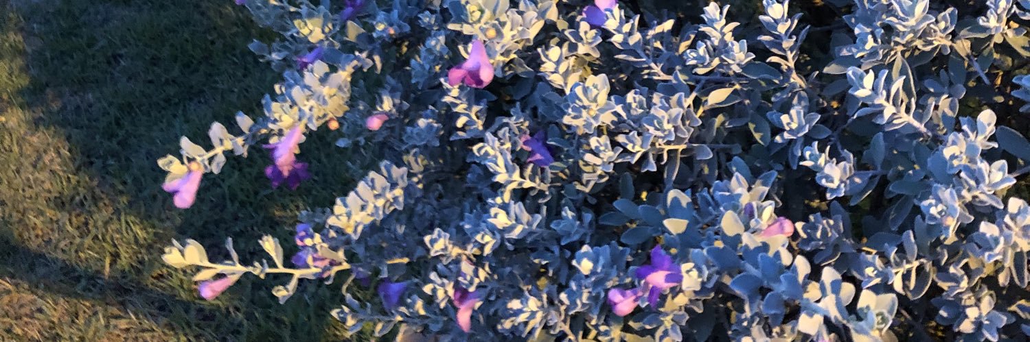 KaioFlimma's profile banner image
