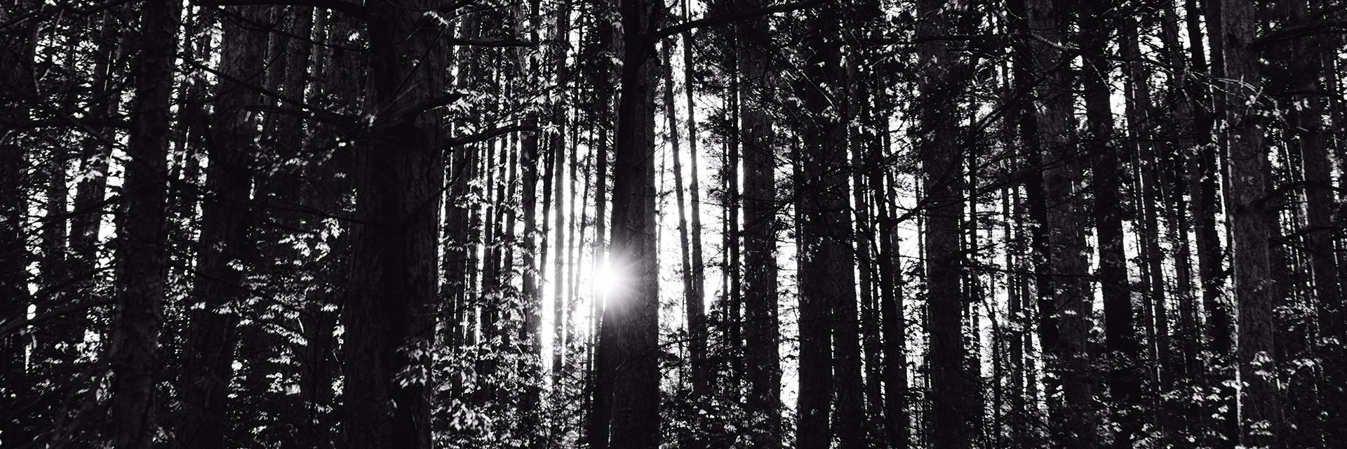 DailyCerdas's profile banner image