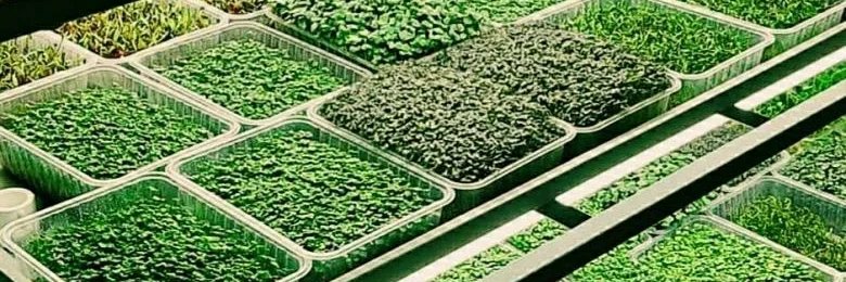 MicroGreens banner