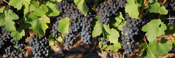 comprisvineyard Profile Banner