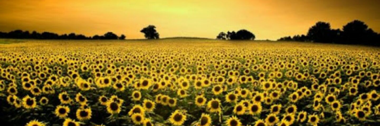 neverlandsoul82's profile banner image
