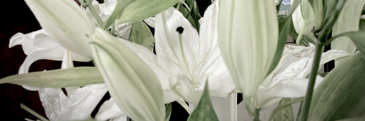 _tmnhn_'s profile banner image