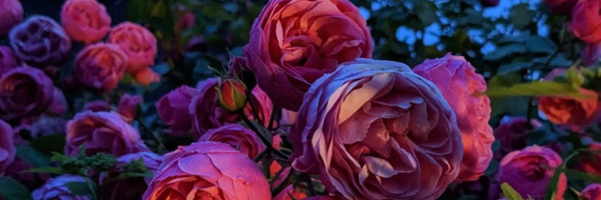 omiko_0212's profile banner image