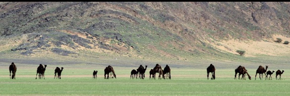 فالح بن اللسان ( سهيل ) banner