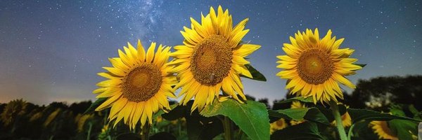 SplinteredMead Profile Banner