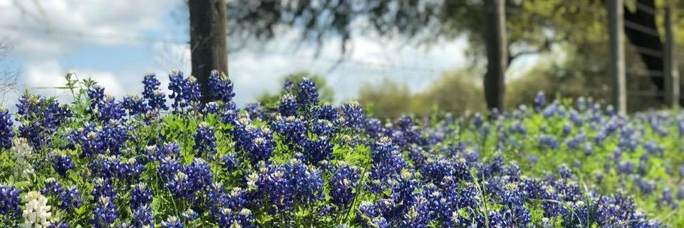 linsey's profile banner image