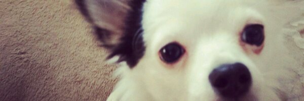 Chapter54 Profile Banner