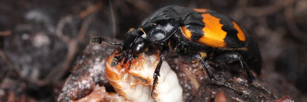 RoyleResearch Profile Banner