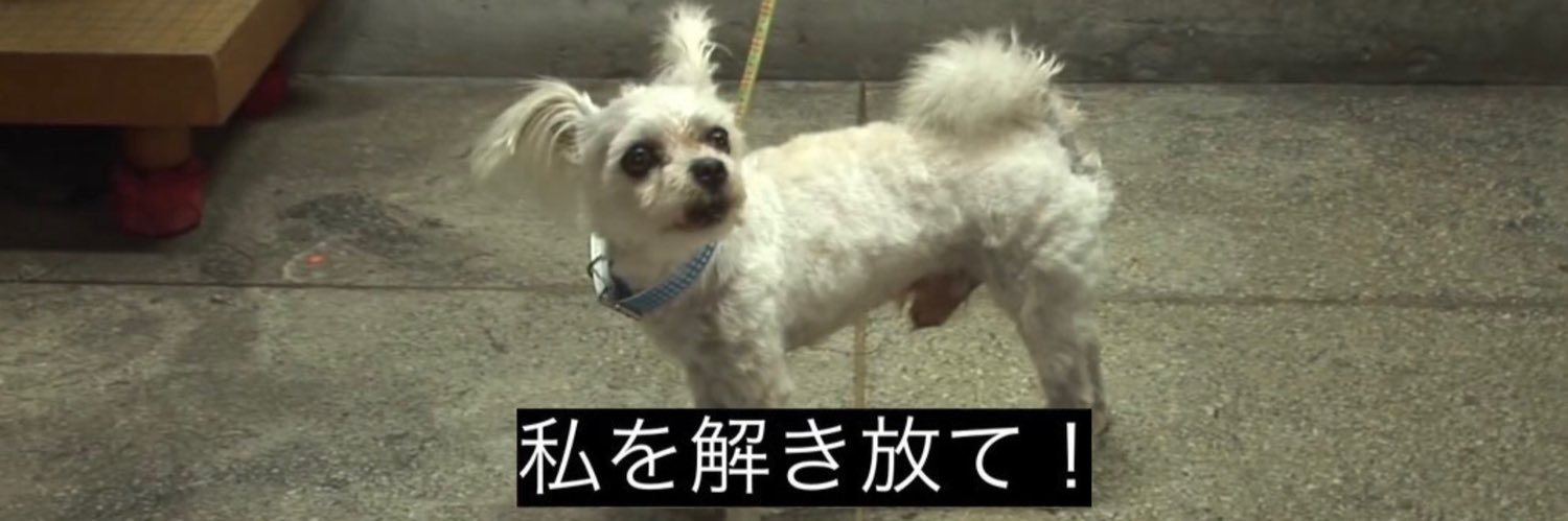 くろはんぺん banner