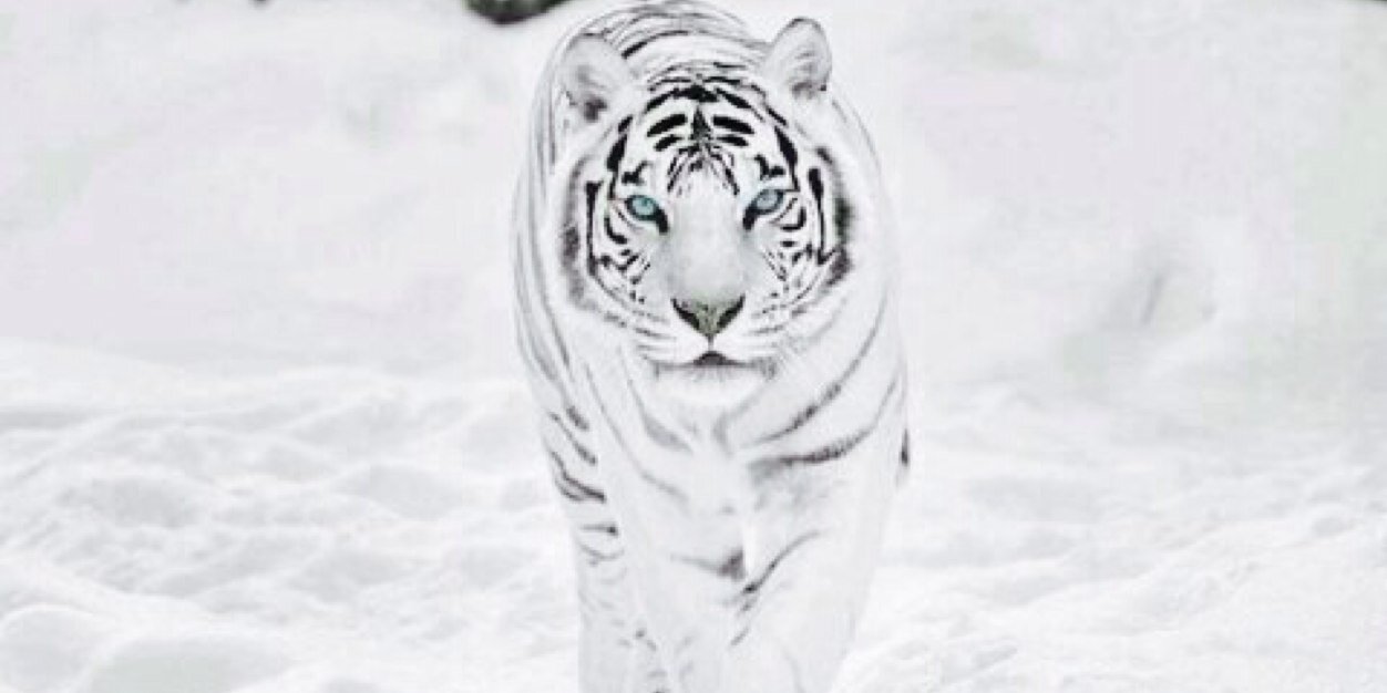 aandreacarolina's profile banner image