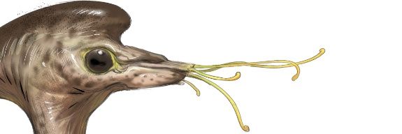 flounder man's banner