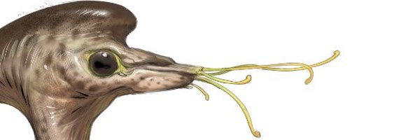 flounder_men Profile Banner