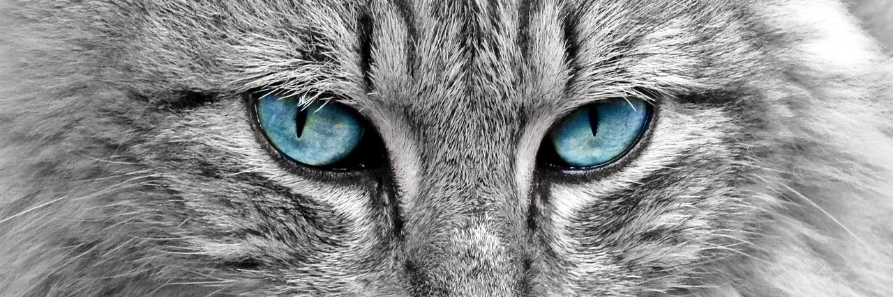 blaklion80's profile banner image