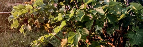 AdebisiTobil Profile Banner