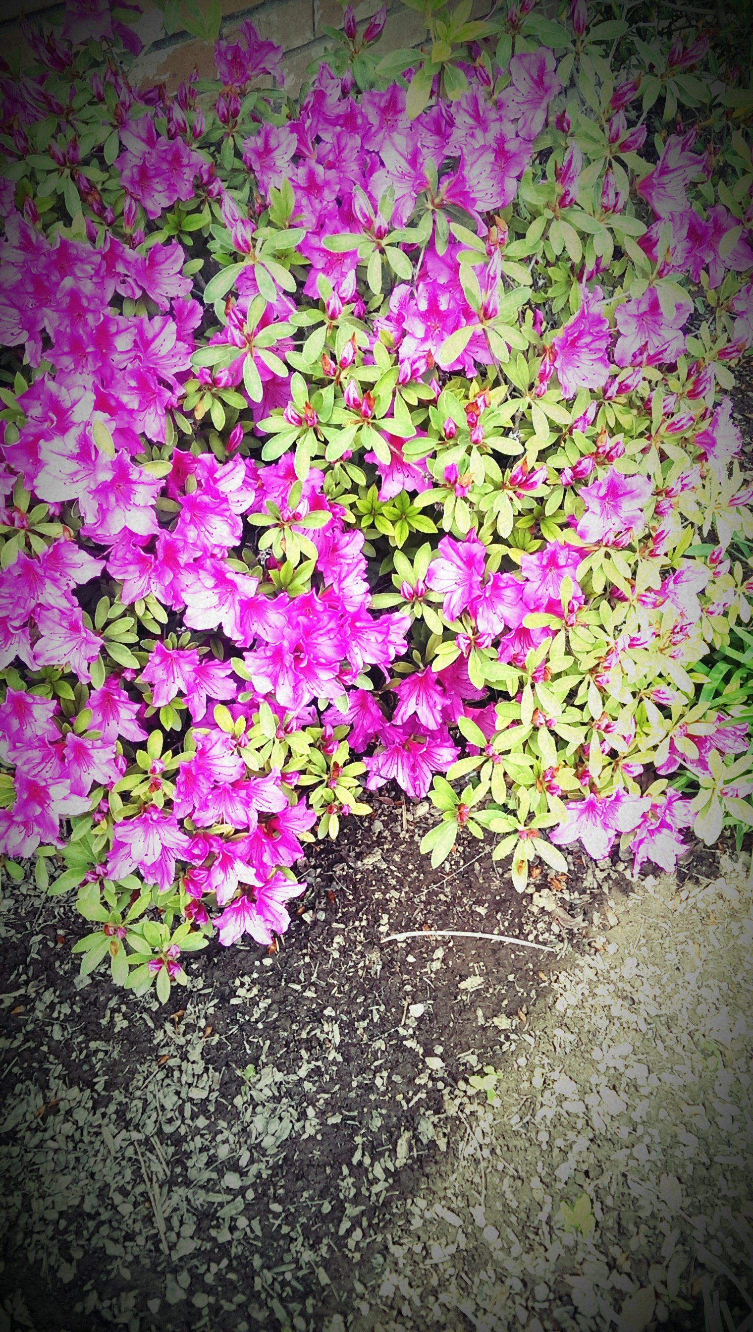 Mizzgeegee's profile banner image