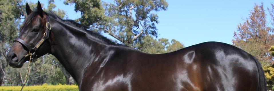 Brookview Thoroughbreds banner