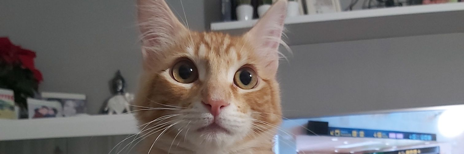 Susana😺🦔🦀🪑 banner