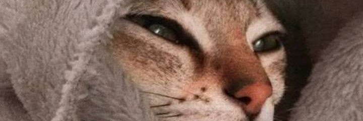 amazonana's profile banner image