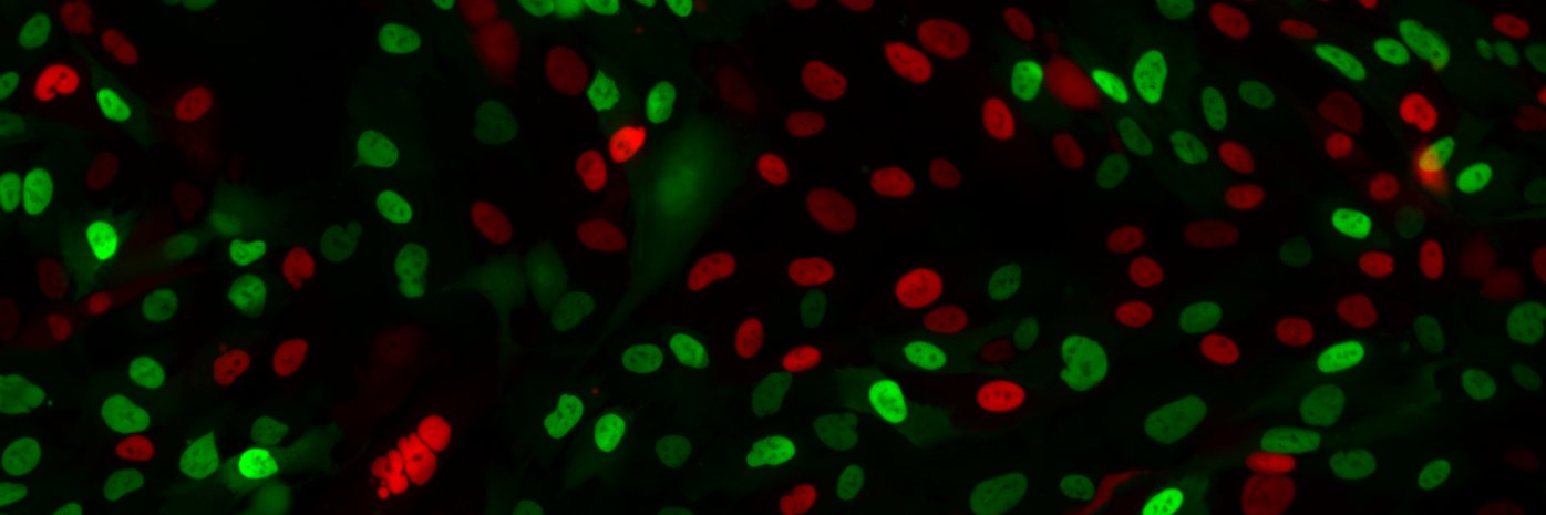 Madison Adolph banner