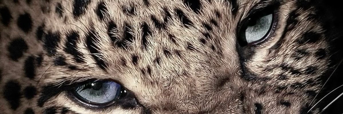 monpinzon's profile banner image