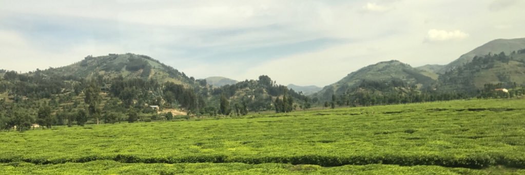SelenaBatchily's profile banner image