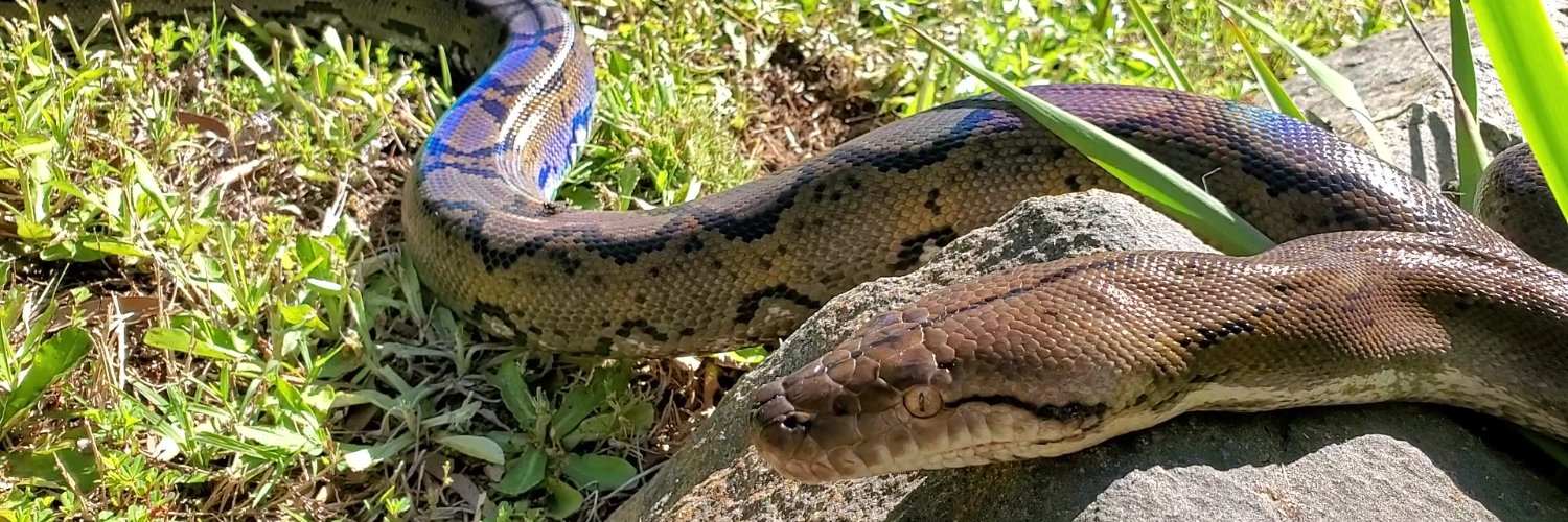 Intrepid Exotics banner