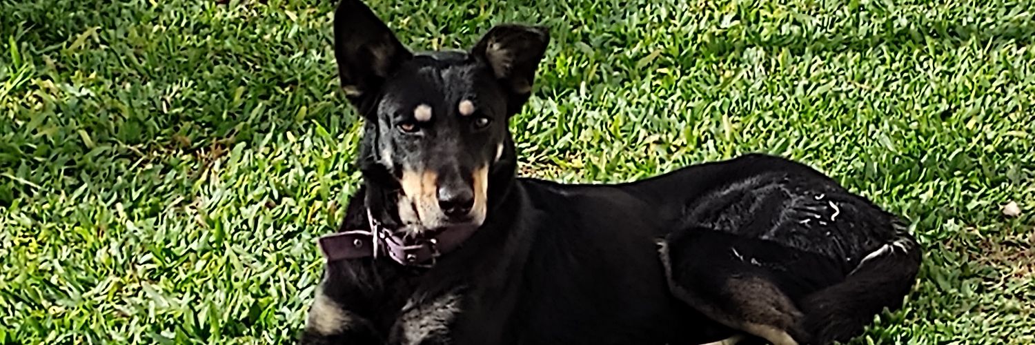 JulyStivanello1's profile banner image