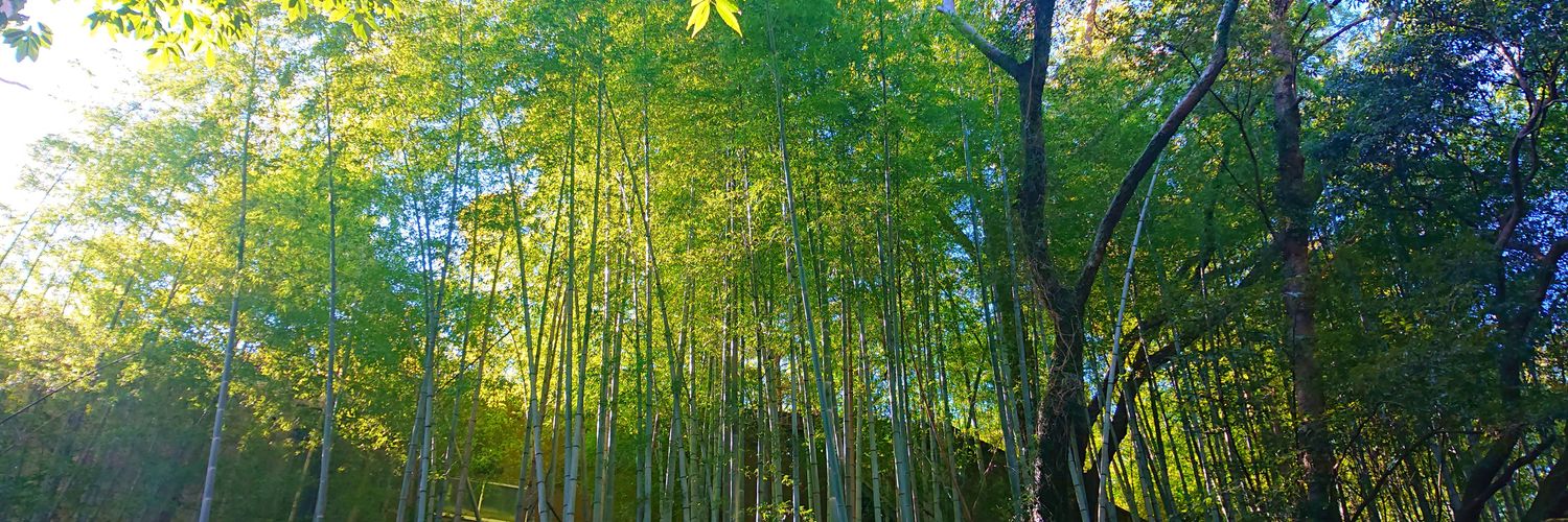bambooforest203's profile banner image