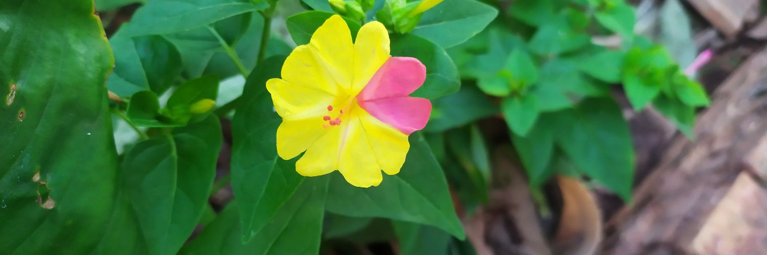 marlys96's profile banner image
