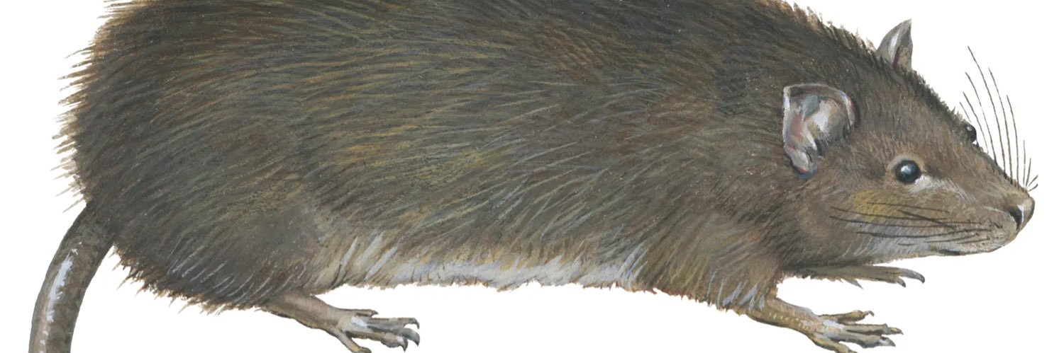 Jake banner