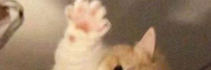 Mo banner