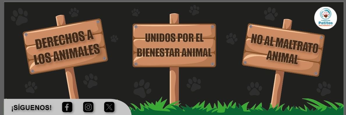 Fundacion Patitas Enlodadas AC😺🐶's banner