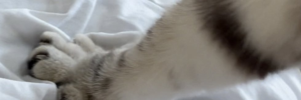 Ivyyyy banner