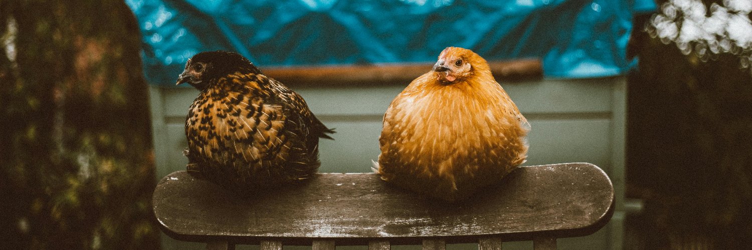 Indignant Chicken banner