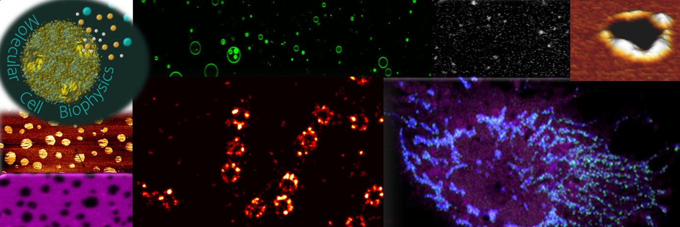 Cosentino Lab - Molecular Cell Biophysics banner