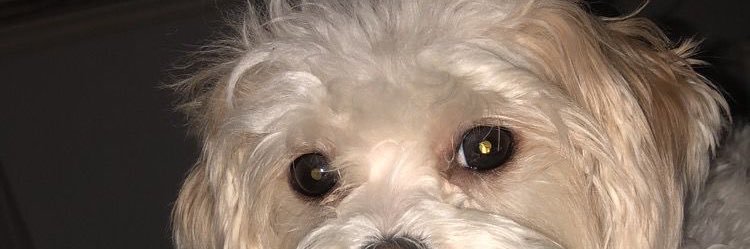 Rutthmur's profile banner image