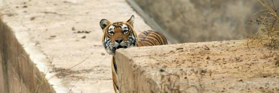 Shekhar Govindarajan banner