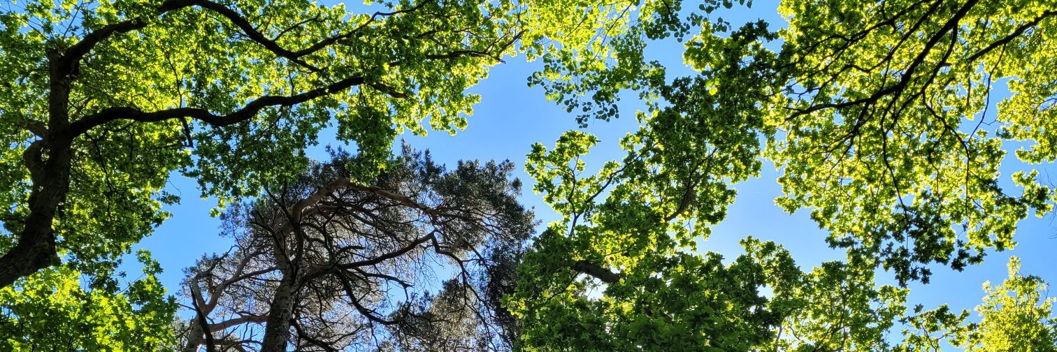 Lynsey Redwood 🦋 (@endit-mendit.bsky.social) banner