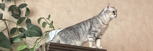 elioteshakhdar Profile Banner