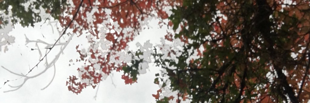 litos_tweets's profile banner image