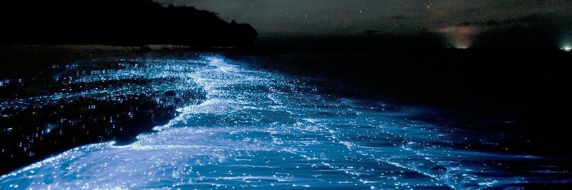 ShimmerSharkVT's profile banner image