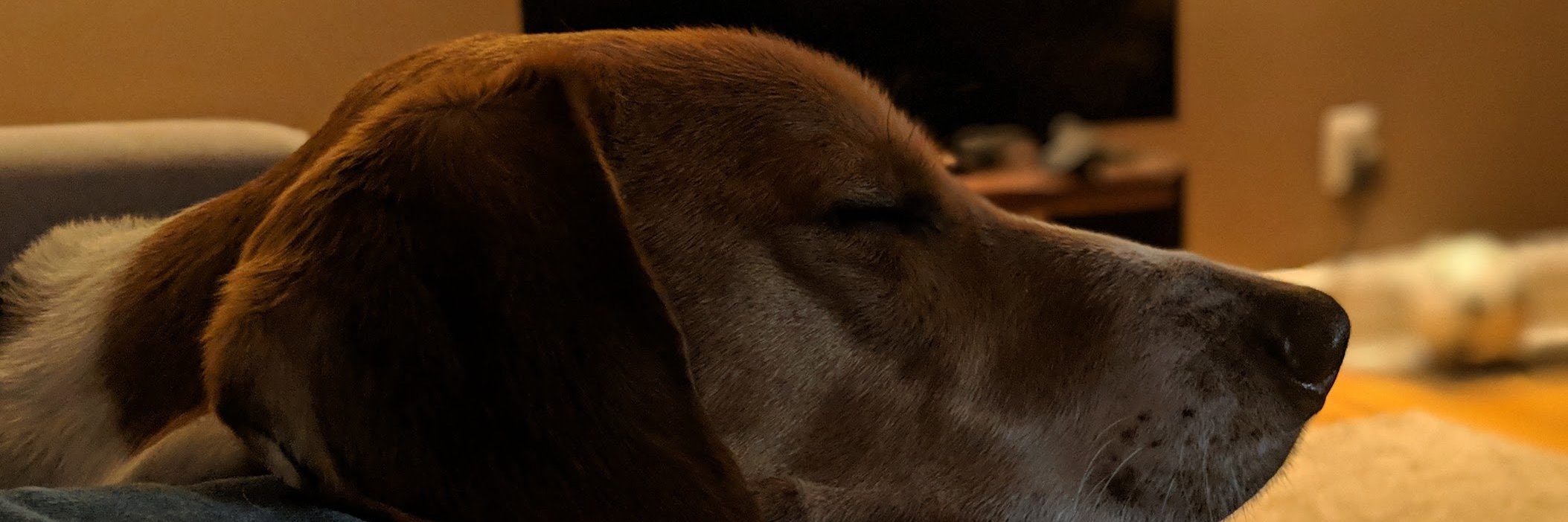 SeanJA's profile banner image