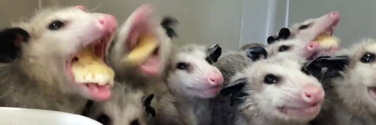 Big O. Possum's banner