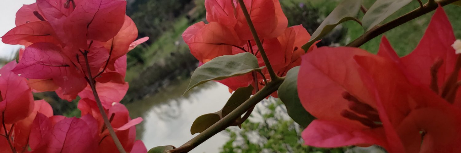 rose mbu 🇨🇲 banner