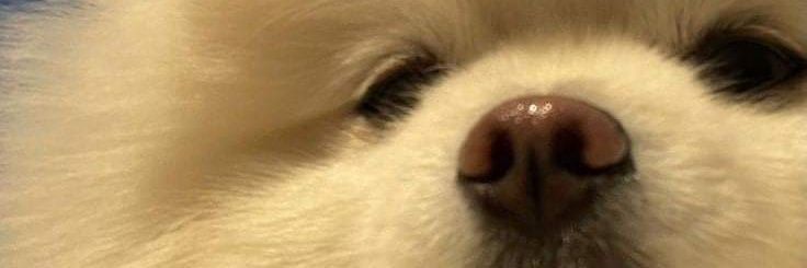kk. banner