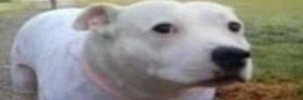 Flor banner