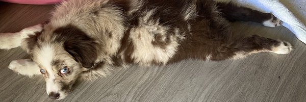 barksbyfinnigan Profile Banner