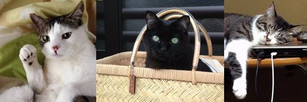 unosuke_cat's profile banner image