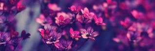 MissDeisy23's profile banner image