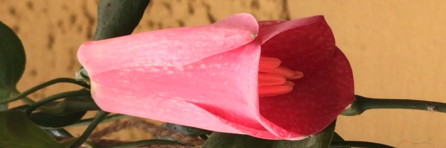 FIDJIHJ's profile banner image
